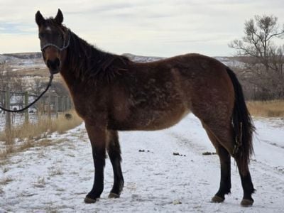 Top Gun Amethyst JW <BR>AQHA 6252867